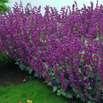 Agapanthus, Salvia & Echinops Bare Root Mix  3