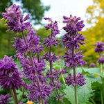 Salvia Purple Rain Bare Root  3