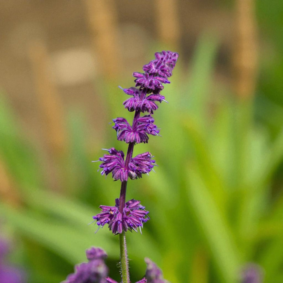 Salvia Purple Rain Bare Root  2