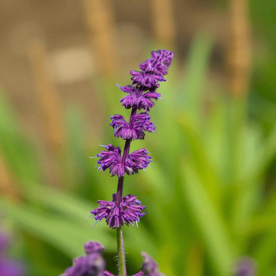 Salvia Purple Rain Bare Root  2