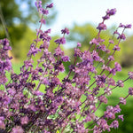 Salvia Bare Root Mix  2