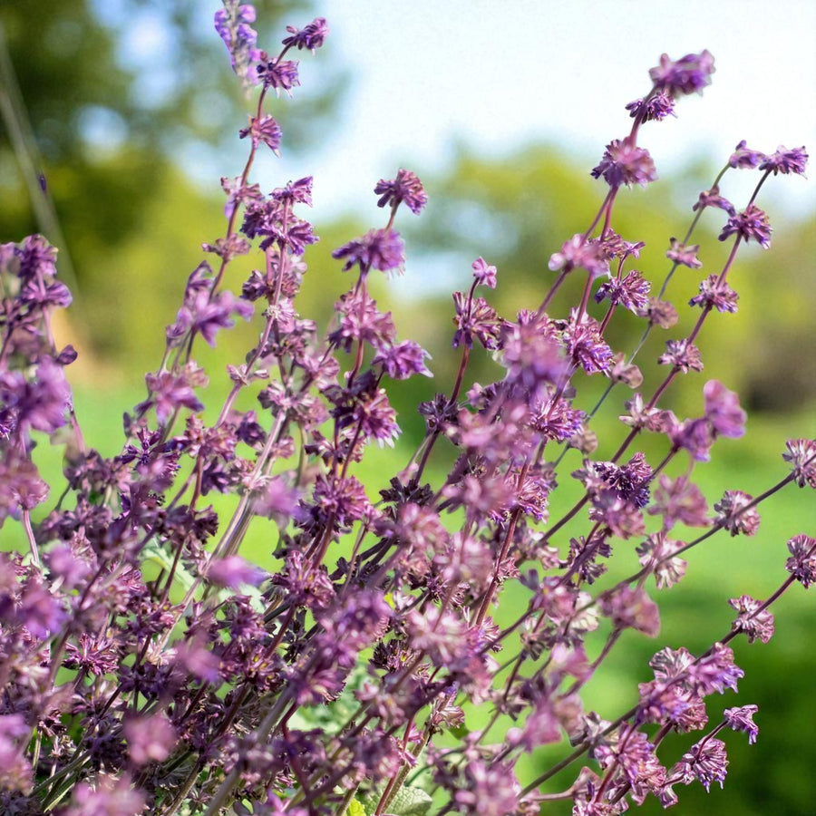 Salvia Bare Root Mix  2