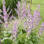 Salvia Turkestanica in 1L Pot Clary sage plants in full bloom in a garden, displaying tall spires of pale purple and lilac flowers with broad green foliage at the base. 1