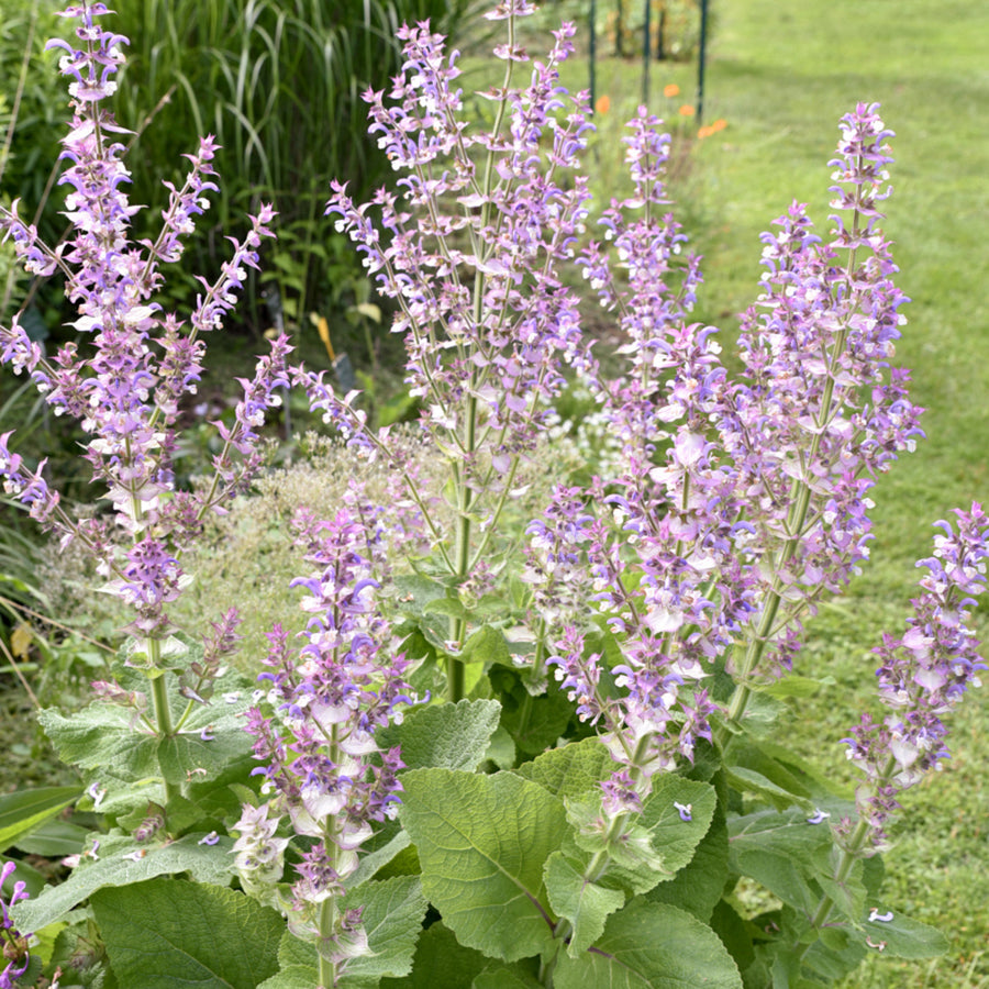 Salvia Turkestanica in 1L Pot Clary sage plants in full bloom in a garden, displaying tall spires of pale purple and lilac flowers with broad green foliage at the base. 1