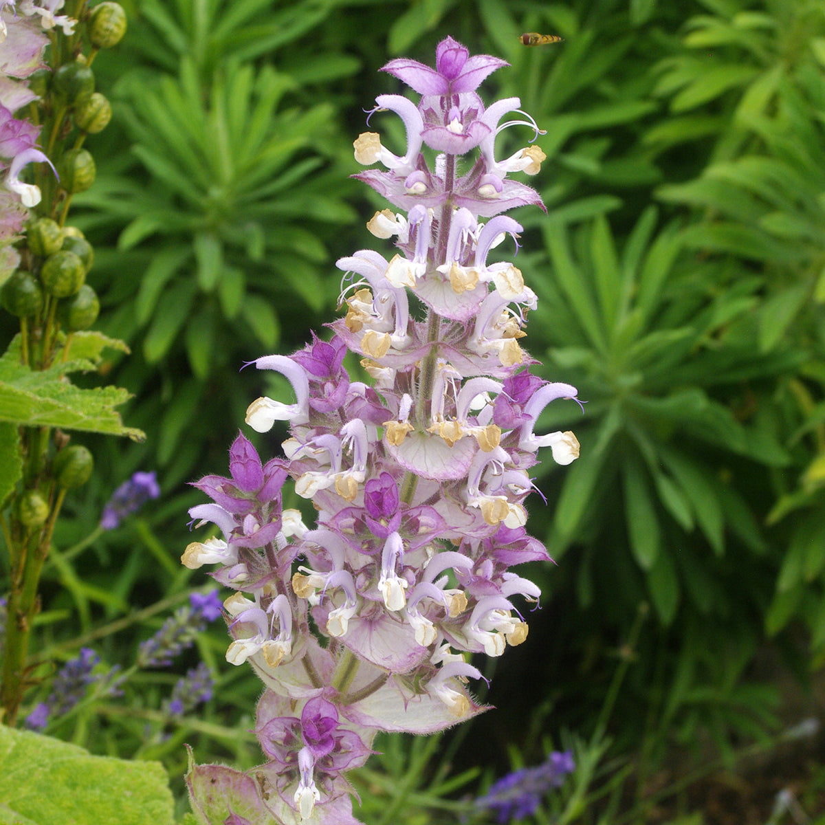 Salvia Turkestanica in 1L Pot Close up of a single clary sage flower spike showing intricate tubular purple and white blooms with yellow stamens. 2