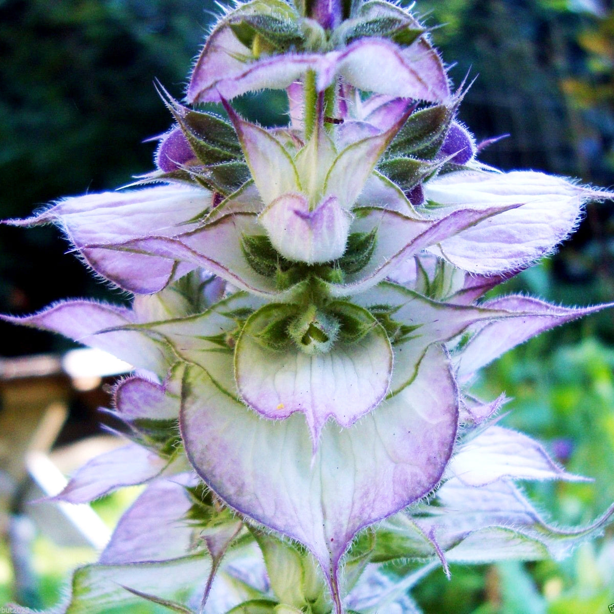 Salvia Turkestanica in 1L Pot Macro shot of clary sage bracts and buds, highlighting the textured, veined pale lilac bracts surrounding unopened flowers. 3
