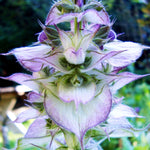 Salvia Turkestanica in 1L Pot Macro shot of clary sage bracts and buds, highlighting the textured, veined pale lilac bracts surrounding unopened flowers. 3
