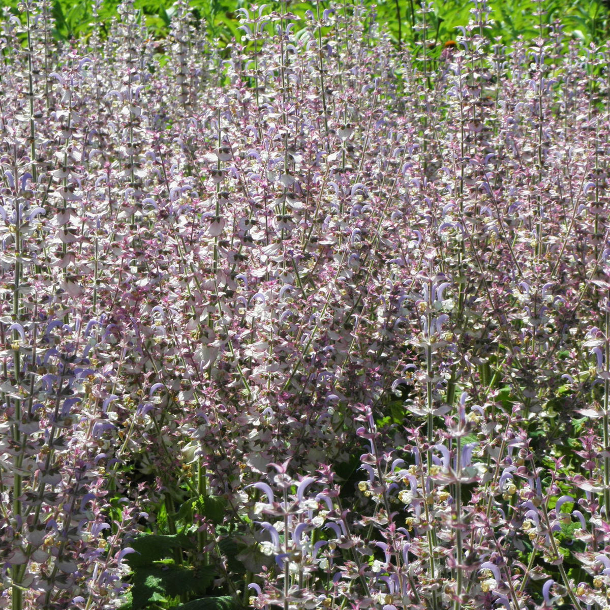 Salvia Turkestanica in 1L Pot Dense grouping of clary sage plants growing in an outdoor bed, with numerous upright flowering stems creating a sea of lavender and white blossoms. 4