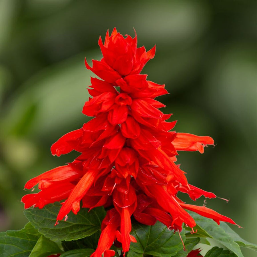 Salvia Red Bedding Plant salvia red bedding plant 6 pack 1 Pack (6 Plants) Image 1 1