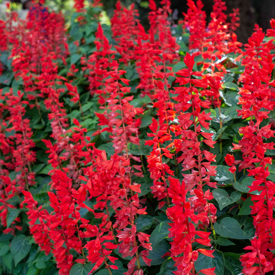 Salvia Red Bedding Plant salvia red bedding plant 6 pack 2 Packs (12 Plants) Image 2 4