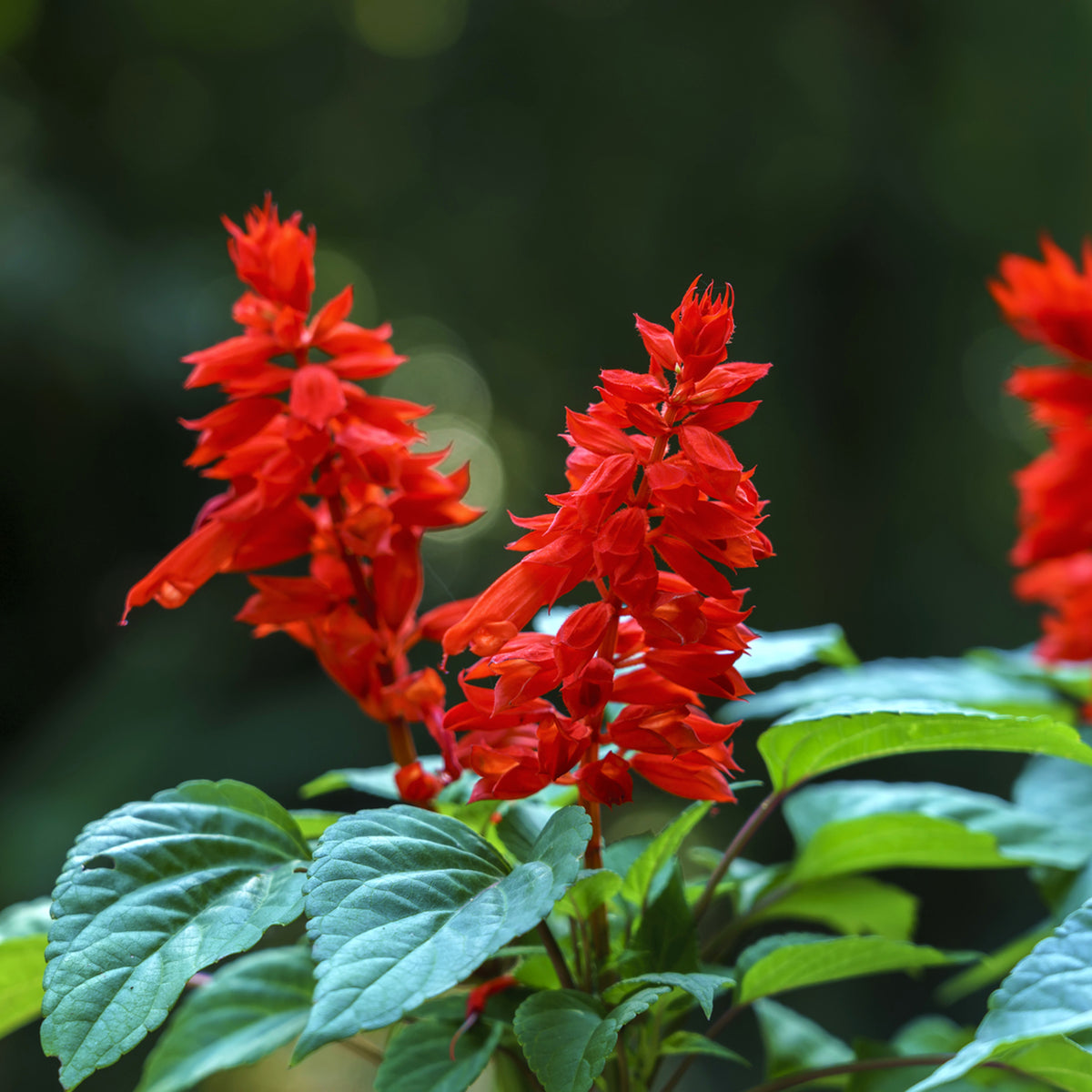 Salvia Red Bedding Plant 6 Pack salvia red bedding plant 6 pack 3 Packs (18 Plants) Image 3 3