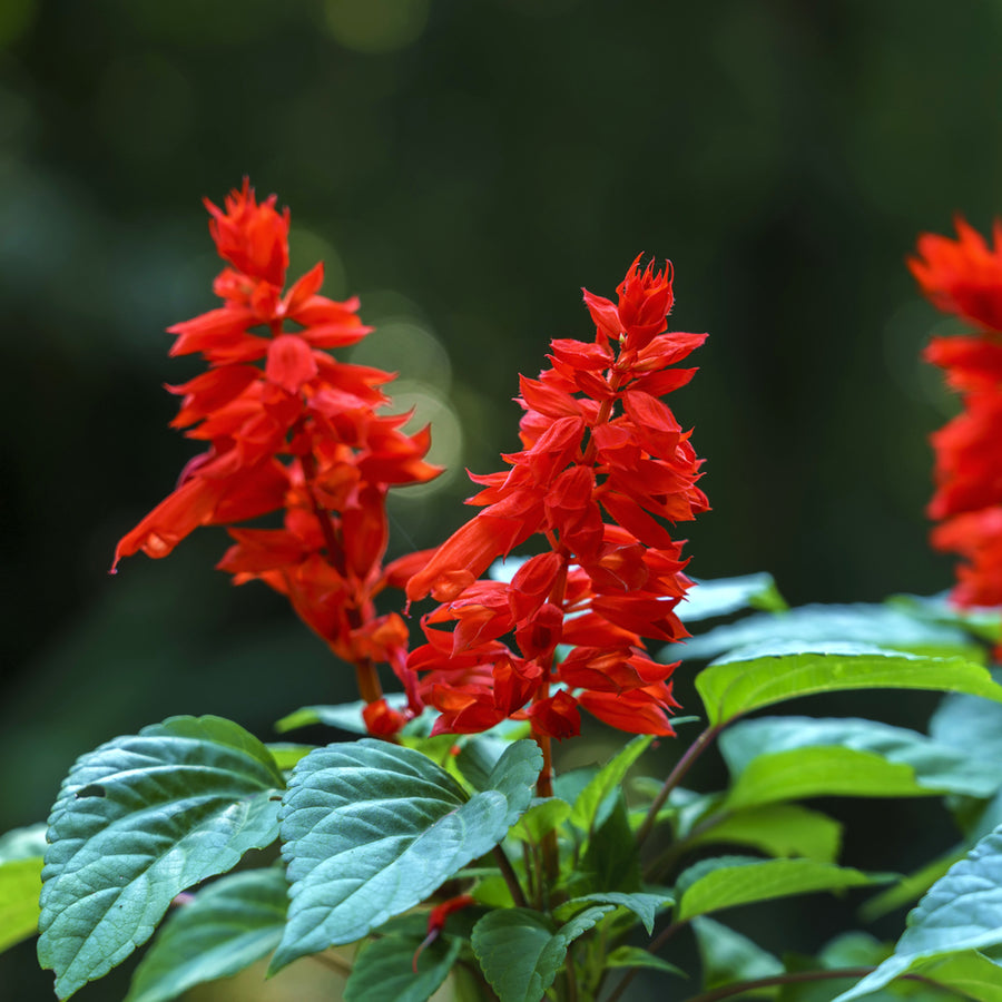Salvia Red Bedding Plant salvia red bedding plant 6 pack 3 Packs (18 Plants) Image 3 2