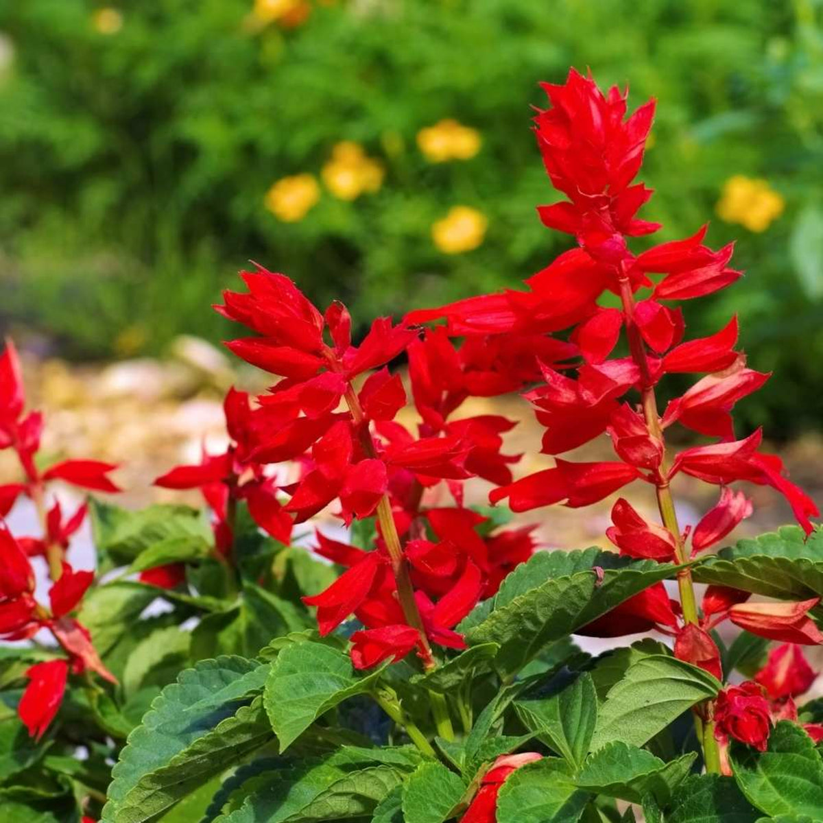 Salvia Red Bedding Plant 6 Pack salvia red bedding plant 6 pack  Image 4 4