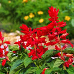 Salvia Red Bedding Plant 6 Pack salvia red bedding plant 6 pack  Image 4 4