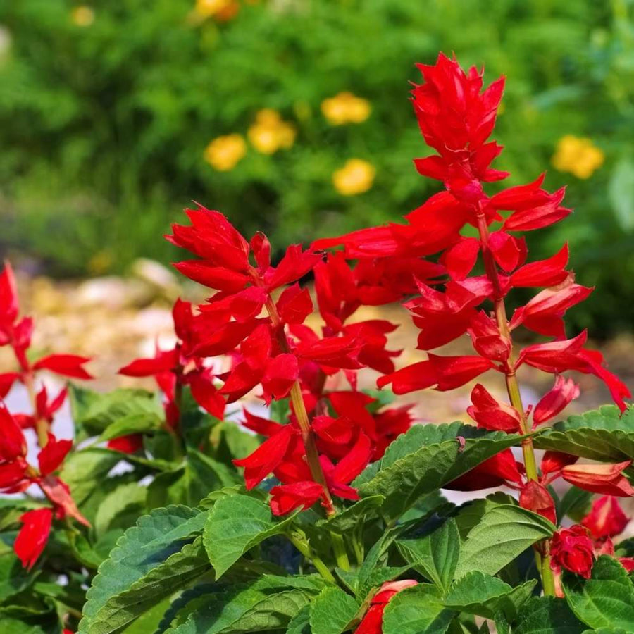 Salvia Red Bedding Plant salvia red bedding plant 6 pack  Image 4 3
