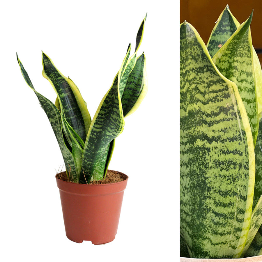 Sansevieria Futura Superba Plant in 12cm Pot single sansevieria mother in laws tongue in plastic terracotta coloured pot on white background 2