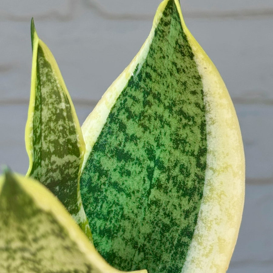 Sansevieria Futura Superba Plant in 12cm Pot close up of sansevieria snake plant green, yellow leaves with silvery patterning 3