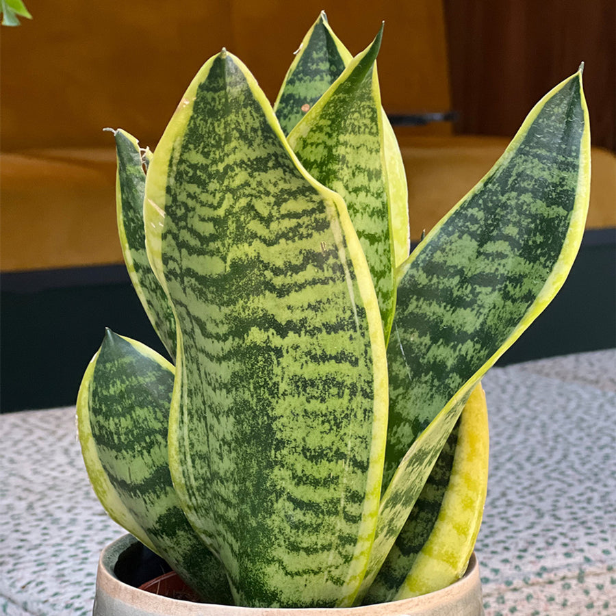Sansevieria Futura Superba Plant in 12cm Pot close up of sansevieria snake plant green, yellow leaves with silvery patterning 4