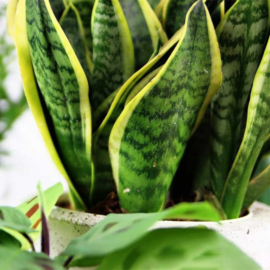 Sansevieria Futura Superba Plant in 12cm Pot close up of sansevieria snake plant green, yellow leaves with silvery patterning 5