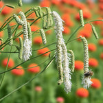 Sanguisorba Alba Bare Root  1