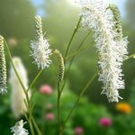 Sanguisorba Alba Bare Root  3
