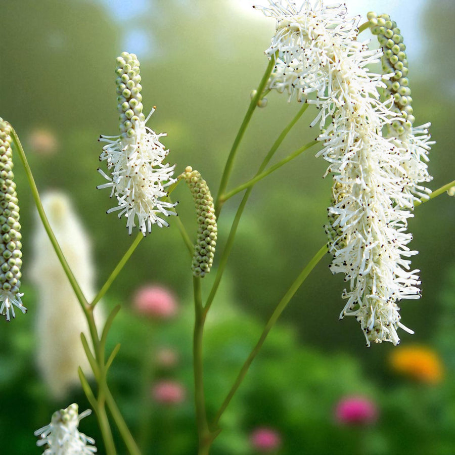 Sanguisorba Alba Bare Root  3