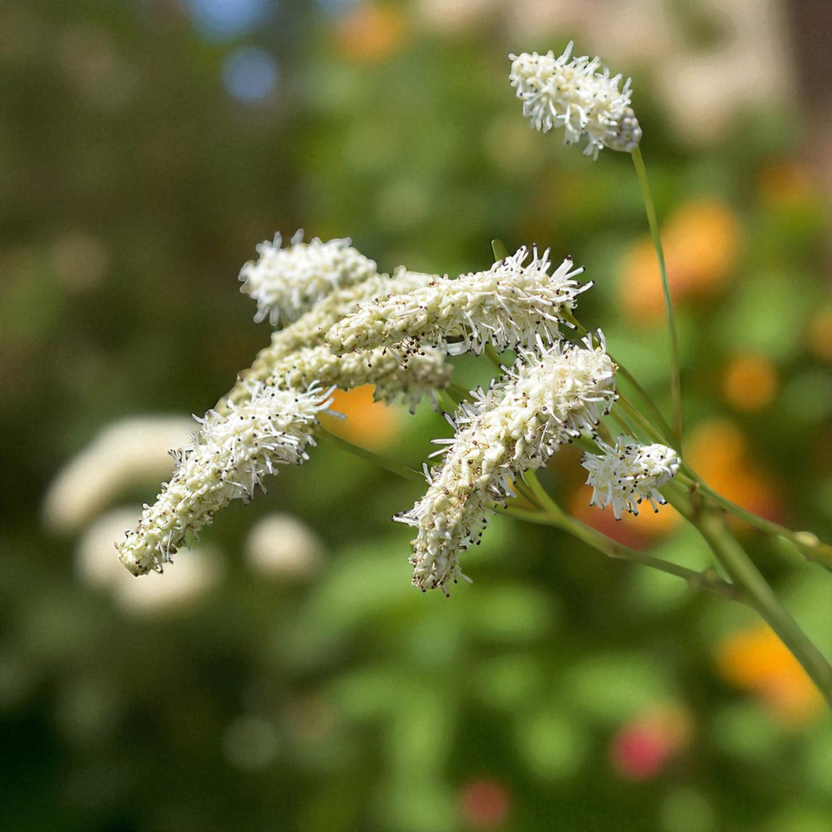 Sanguisorba Alba Bare Root  2