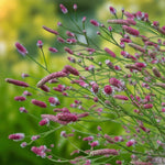 Sanguisorba Rock N Roll Bare Root  3