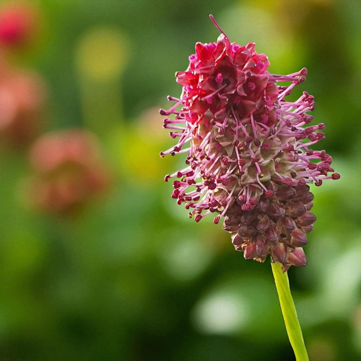 Sanguisorba Rock N Roll Bare Root  2