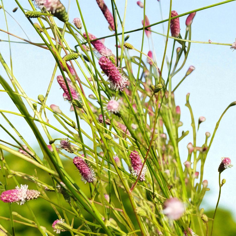 Sanguisorba Rock N Roll Bare Root  1