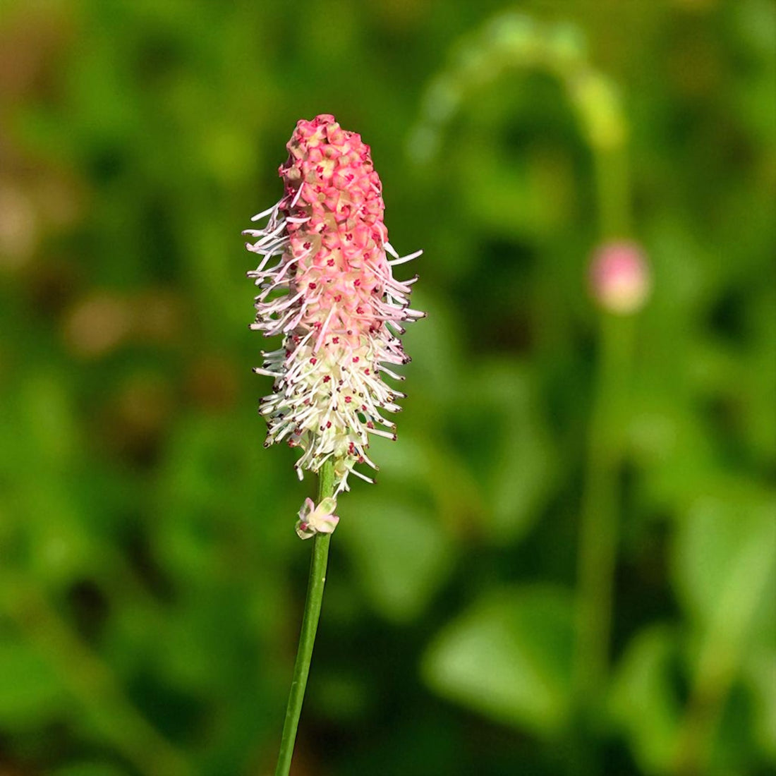 Sanguisorba Rock N Roll Bare Root