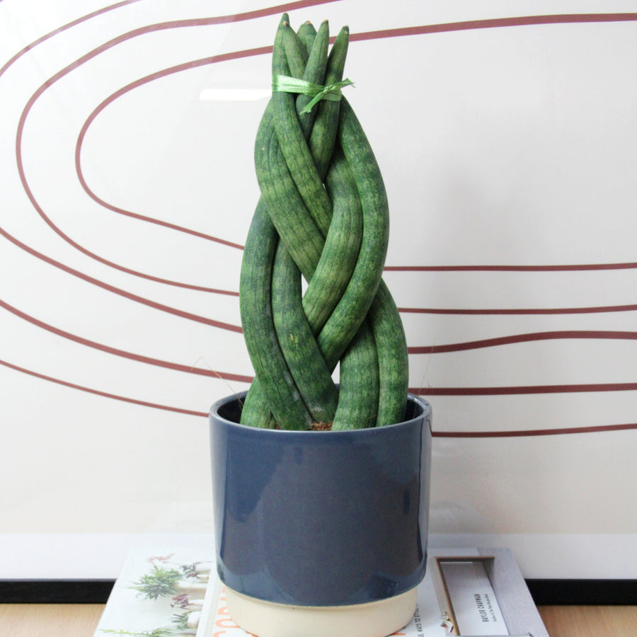 Sansevieria Twister Plant  1