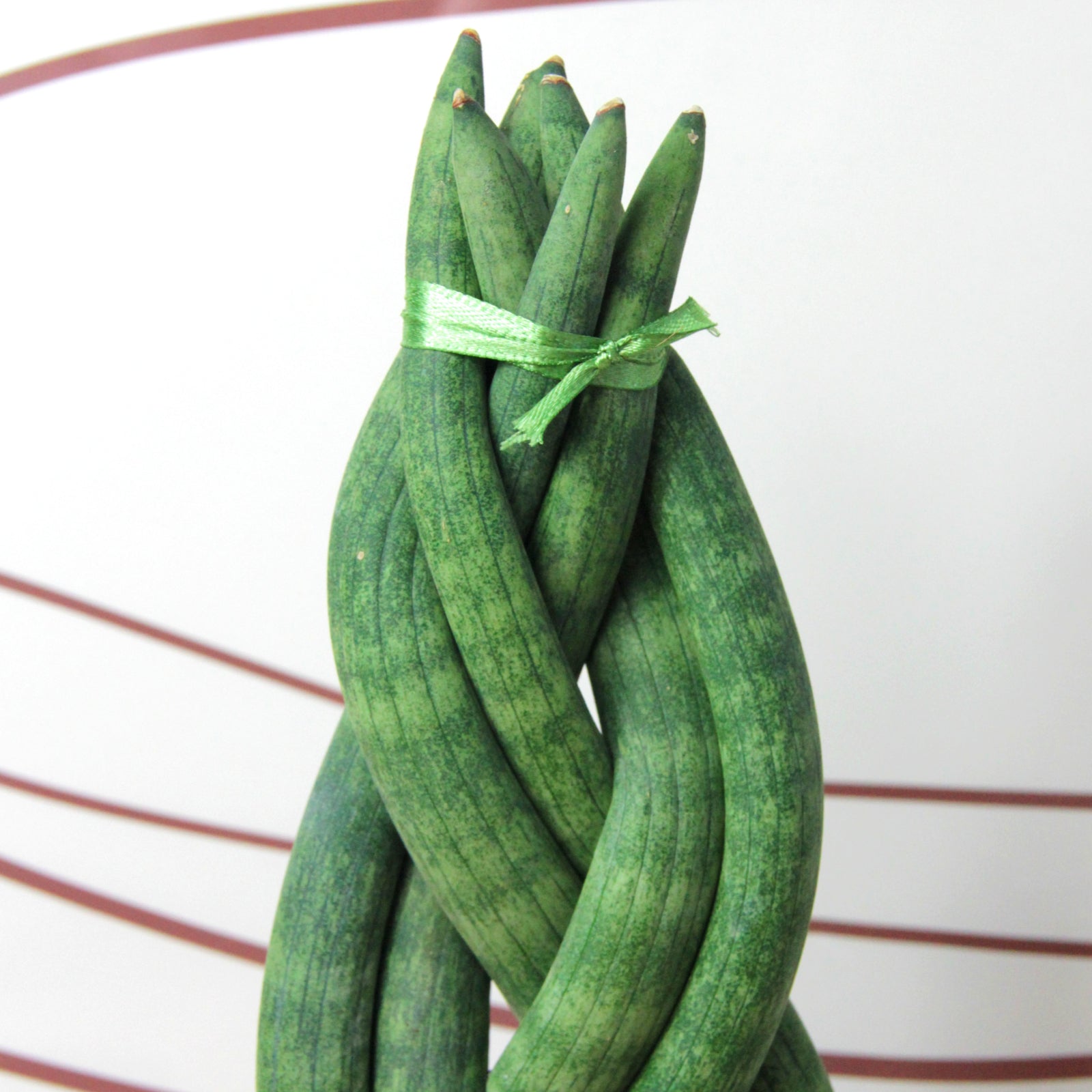 sansevieria twister care Sansevieria Twister Plant