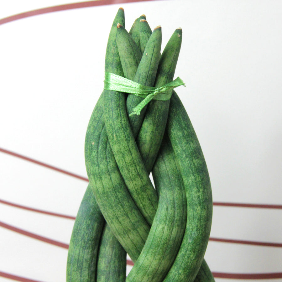 Sansevieria Twister Plant  4