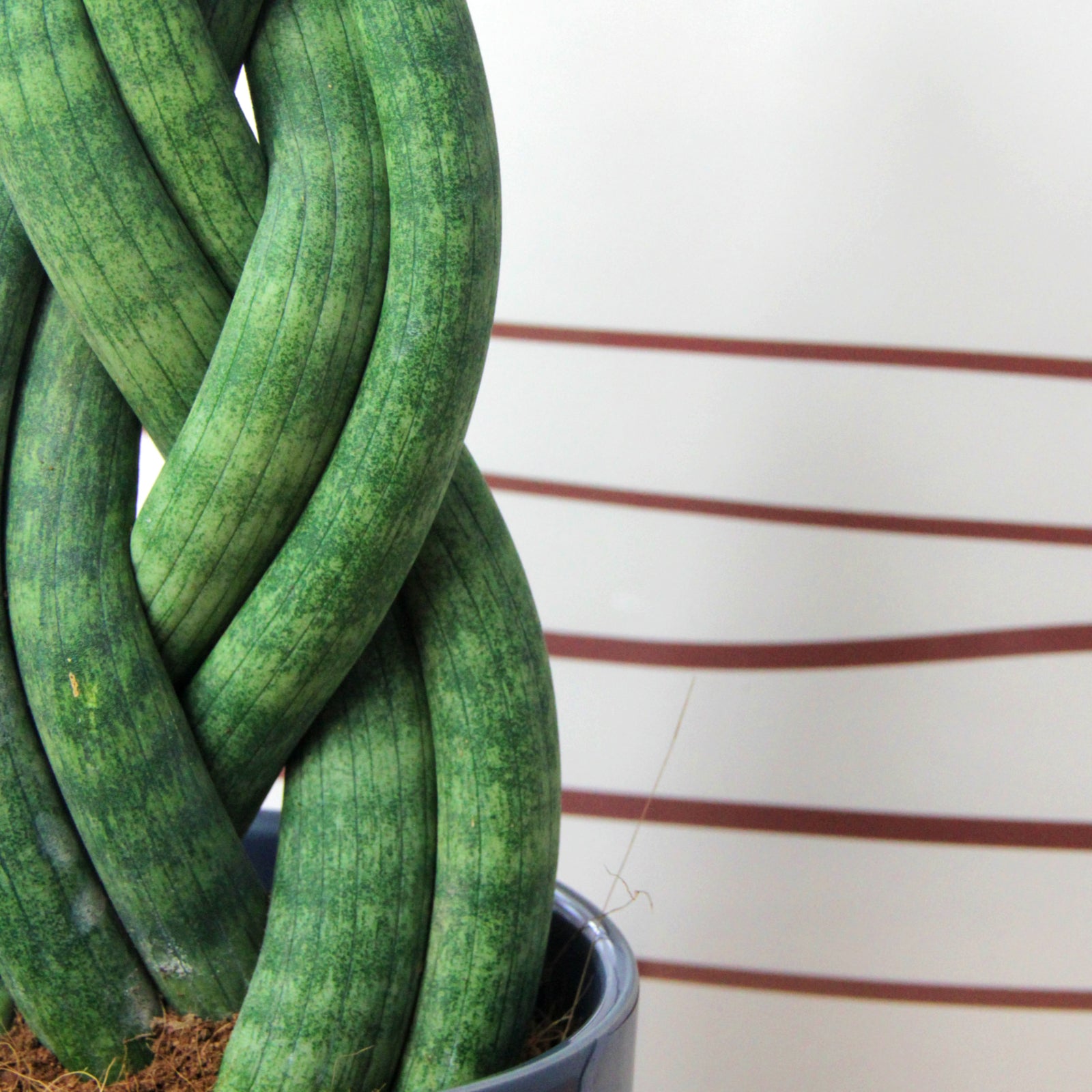 sansevieria twister Sansevieria Twister Plant