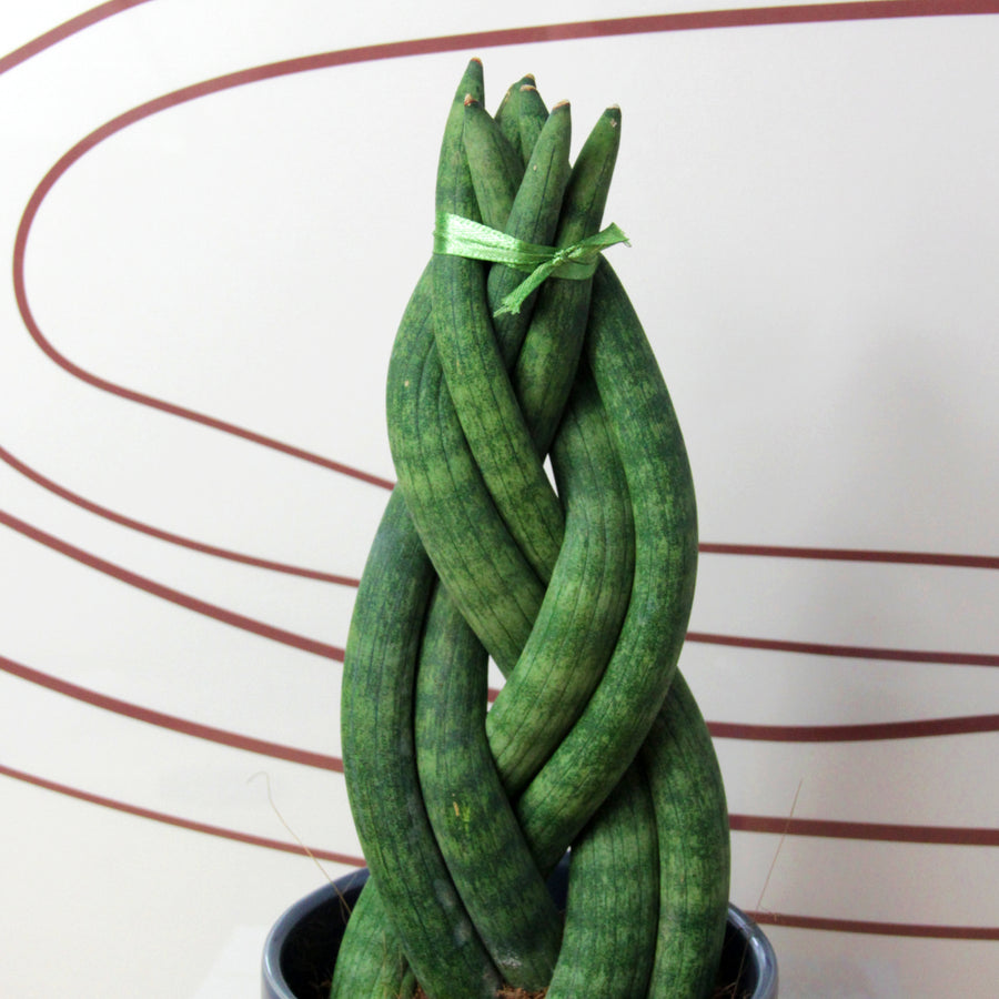 Sansevieria Twister Plant  2