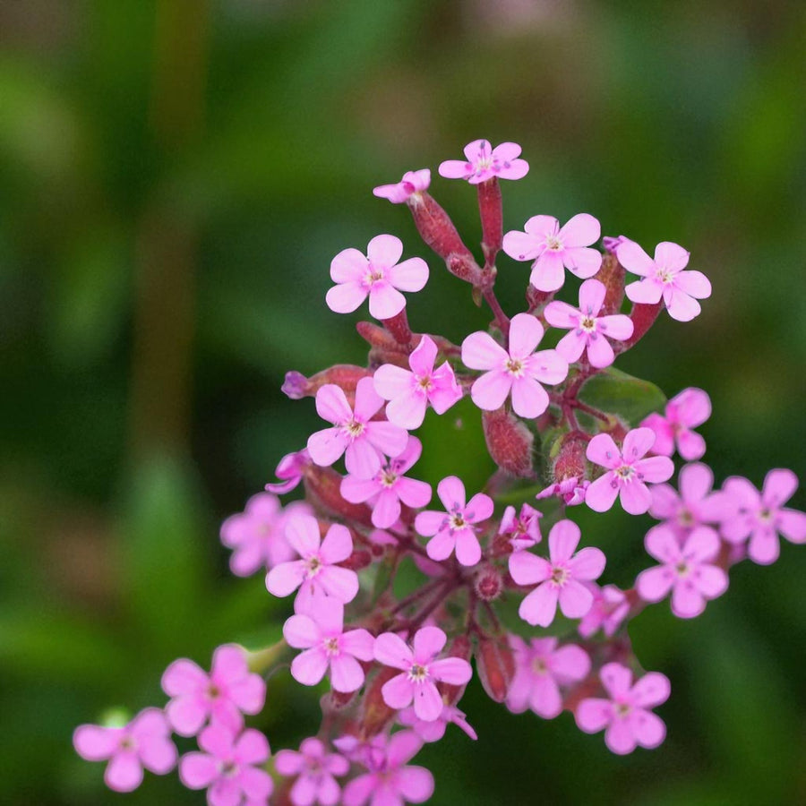 Saponaria Ocymoides Bare Root  1