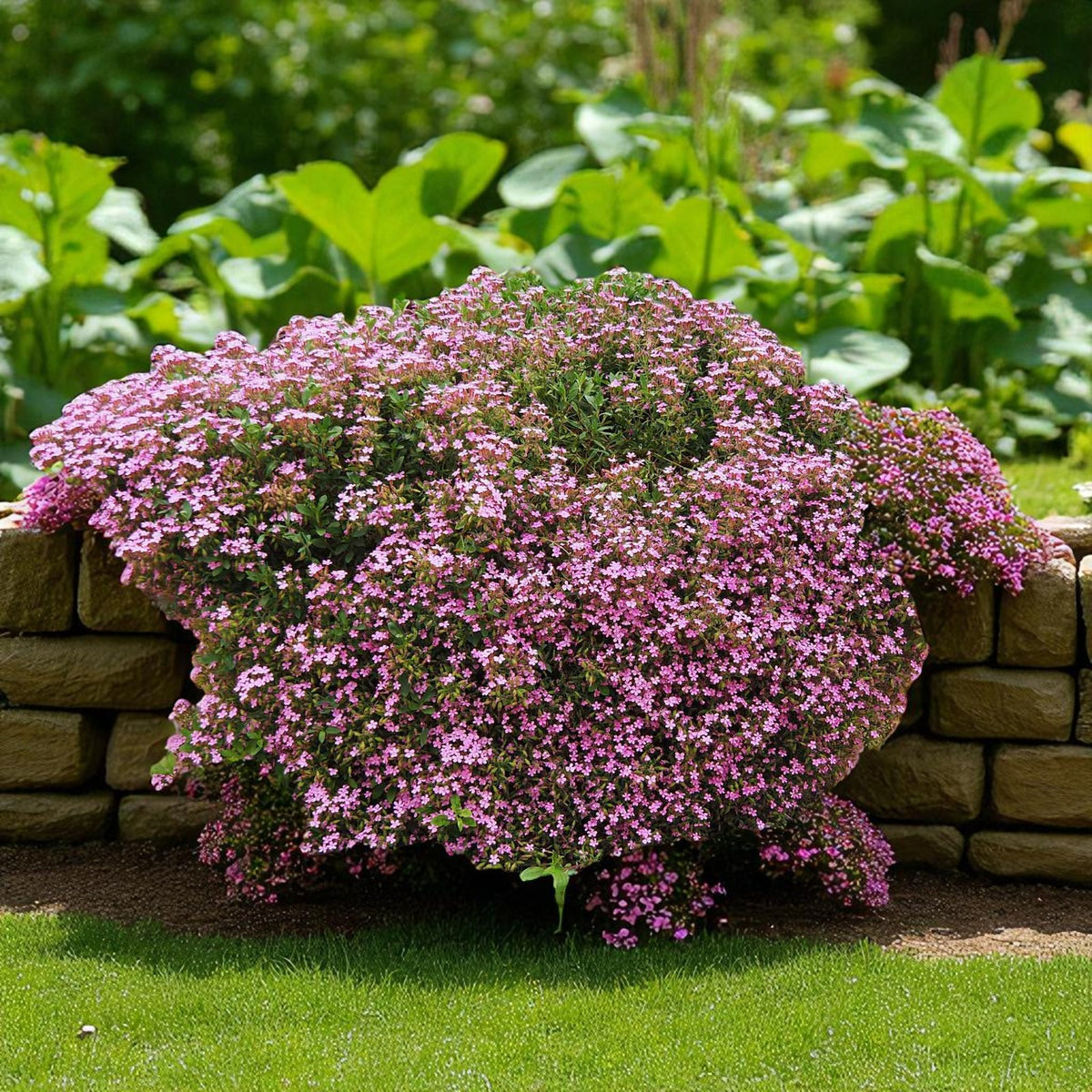 Saponaria Ocymoides Bare Root  4