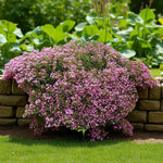 Saponaria Ocymoides Bare Root  4