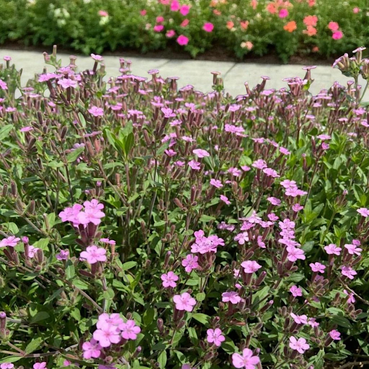 Saponaria Ocymoides Bare Root  2