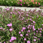 Saponaria Ocymoides Bare Root  2