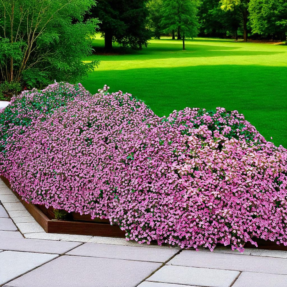 Saponaria Ocymoides Bare Root  3