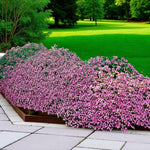 Saponaria Ocymoides Bare Root  3