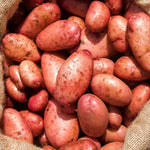 Seed Potatoes  8