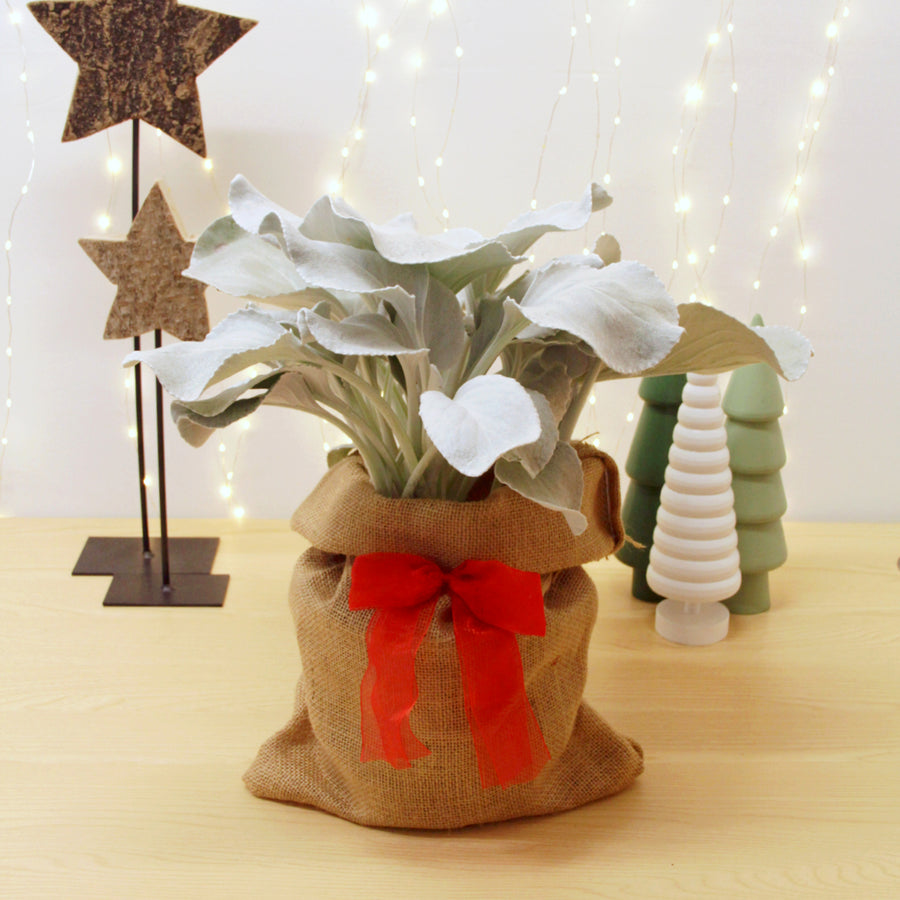 Senecio Angel Wings Plant Gift Wrapped Senecio Angel Wings Plant Gift Wrapped image1 1