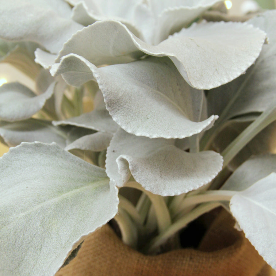 Senecio Angel Wings Plant Gift Wrapped Senecio Angel Wings Plant Gift Wrapped image3 3