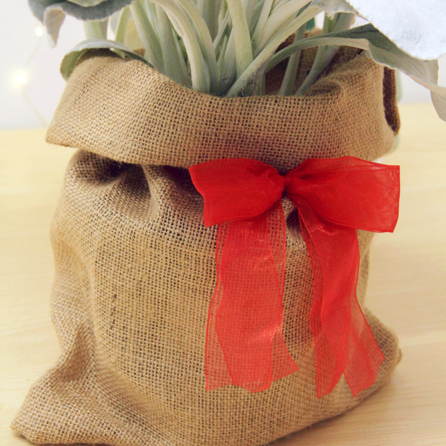 Senecio Angel Wings Plant Gift Wrapped Senecio Angel Wings Plant Gift Wrapped image2 2
