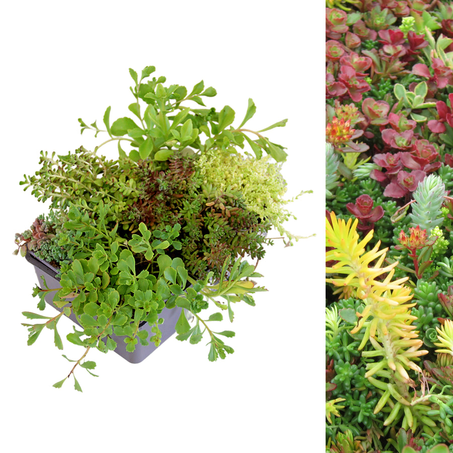 Sedum Stonecrop Plant Mix Sedum Stonecrop Plant Mix image1 3
