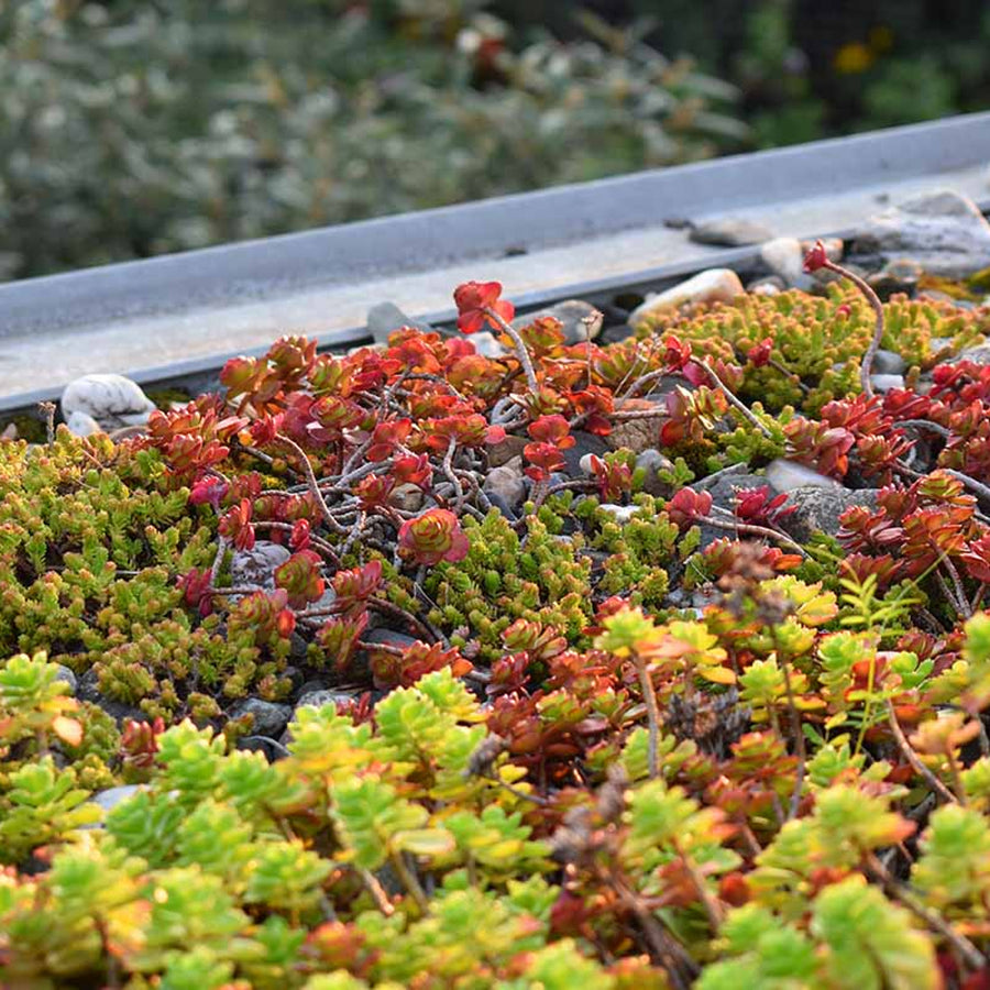 Sedum Stonecrop Plant Mix Sedum Stonecrop Plant Mix image2 1