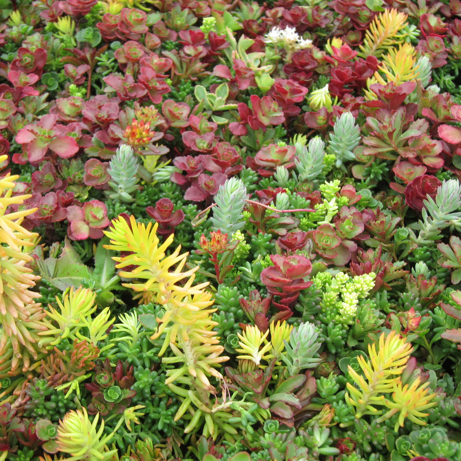 Sedum Stonecrop Plant Mix Sedum Stonecrop Plant Mix image3 4
